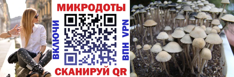 Купить закладки  Буй  Галлюциногенные грибы GOLDEN TEACHER 